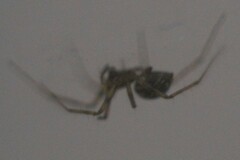 Steatoda castanea