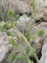 Medicago scutellata