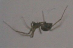 Steatoda castanea