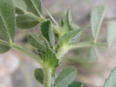 Medicago scutellata