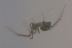Steatoda castanea
