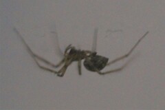 Steatoda castanea