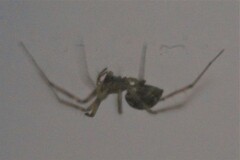 Steatoda castanea
