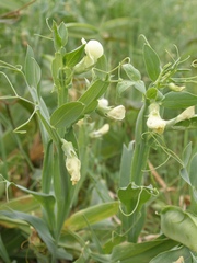 Lathyrus ochrus