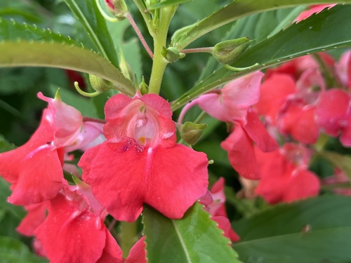 Impatiens balsamina