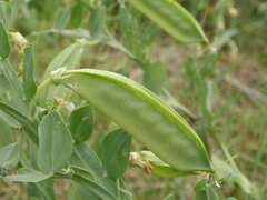 Lathyrus ochrus