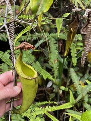 Nepenthes maxima