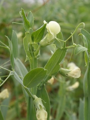 Lathyrus ochrus