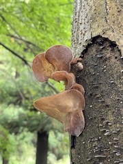 Auricularia