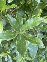 Melicytus ramiflorus