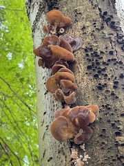 Auricularia