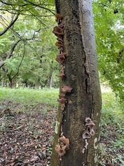 Auricularia