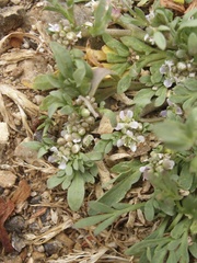 Lepidium coronopus