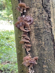 Auricularia