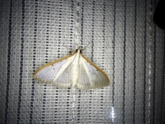 Palpita nigropunctalis