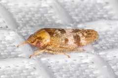 Dragonana dracontea