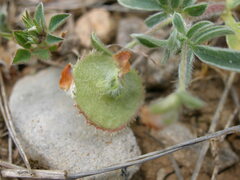 Anthyllis circinnata