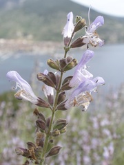 Salvia fruticosa