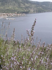 Salvia fruticosa
