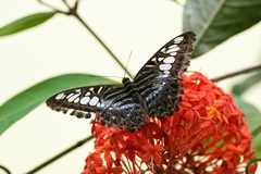 Parthenos sylvia