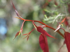 Corymbia