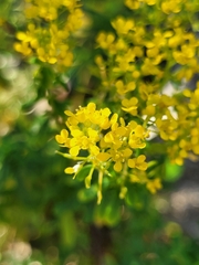 Odontarrhena muralis