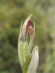 Serapias parviflora