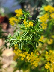 Odontarrhena muralis