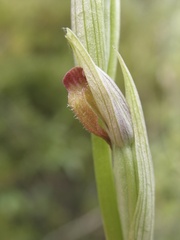 Serapias parviflora