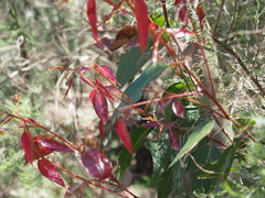 Corymbia