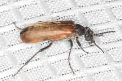 Epicauta ochrea
