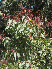 Corymbia