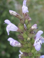 Salvia fruticosa