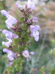 Salvia fruticosa