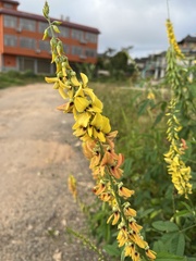 Crotalaria trichotoma