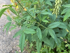 Crotalaria trichotoma