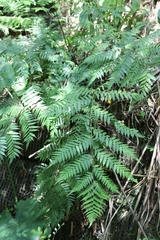 Alsophila spinulosa