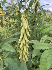 Crotalaria trichotoma