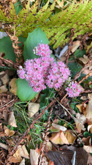 Hylotelephium telephium