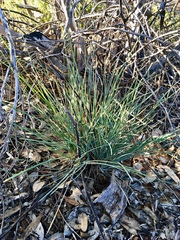 Lomandra collina