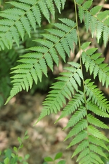 Alsophila spinulosa