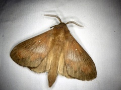 Dendrolimus spectabilis