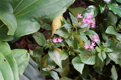 Pentas lanceolata