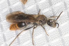 Sphaeropthalma marpesia