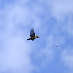 Zosterops lateralis lateralis