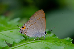 Hypolycaena erylus