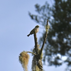 Zosterops lateralis lateralis