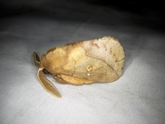 Euthrix albomaculata directa