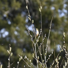 Zosterops lateralis lateralis