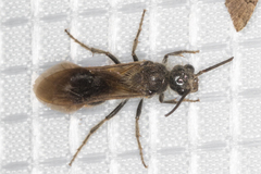 Sphaeropthalma marpesia